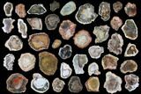Lot - to Petrified Wood Slices - + Pieces #119557-1